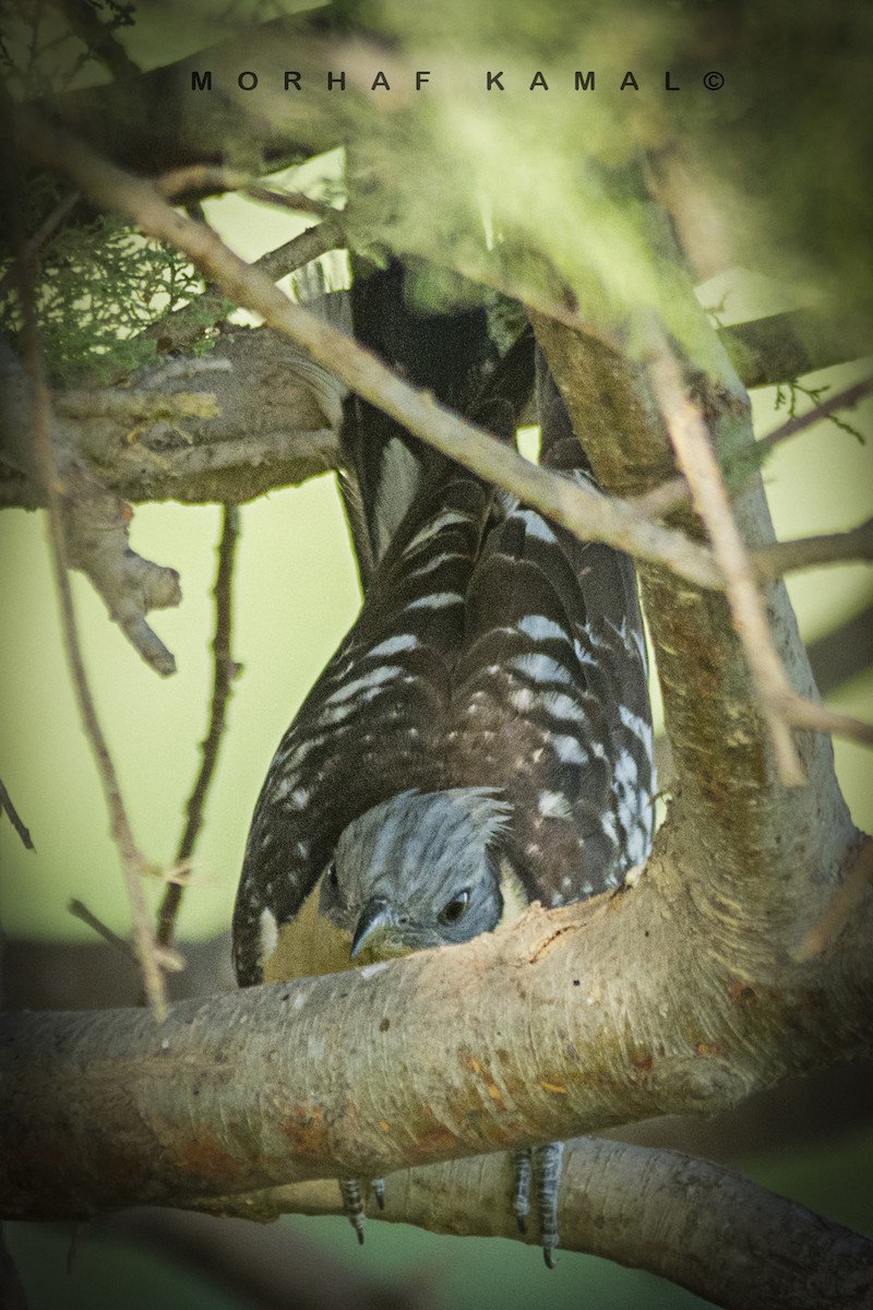 Great Spotted Cuckoo - ML618649125