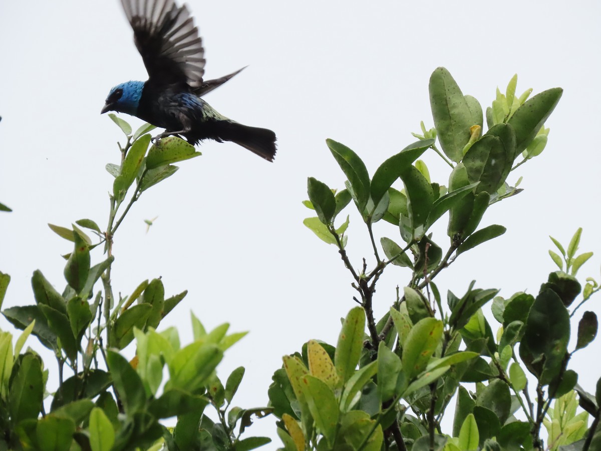 Blue-necked Tanager - ML618649140