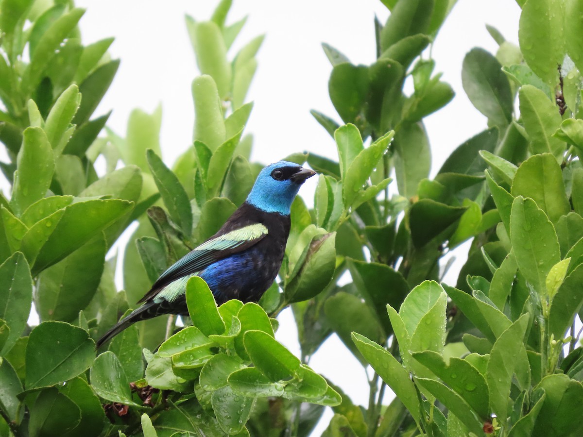 Blue-necked Tanager - ML618649141