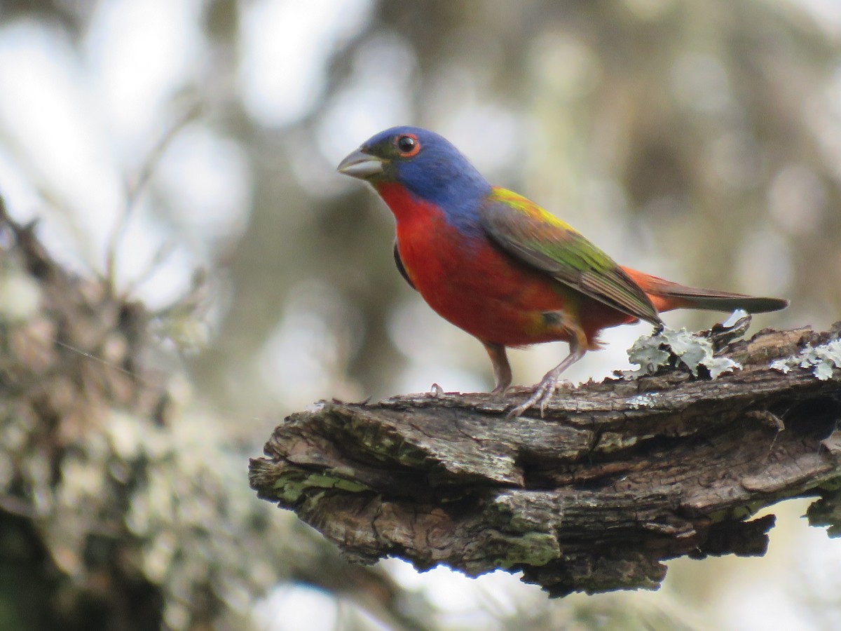 Painted Bunting - ML618649163