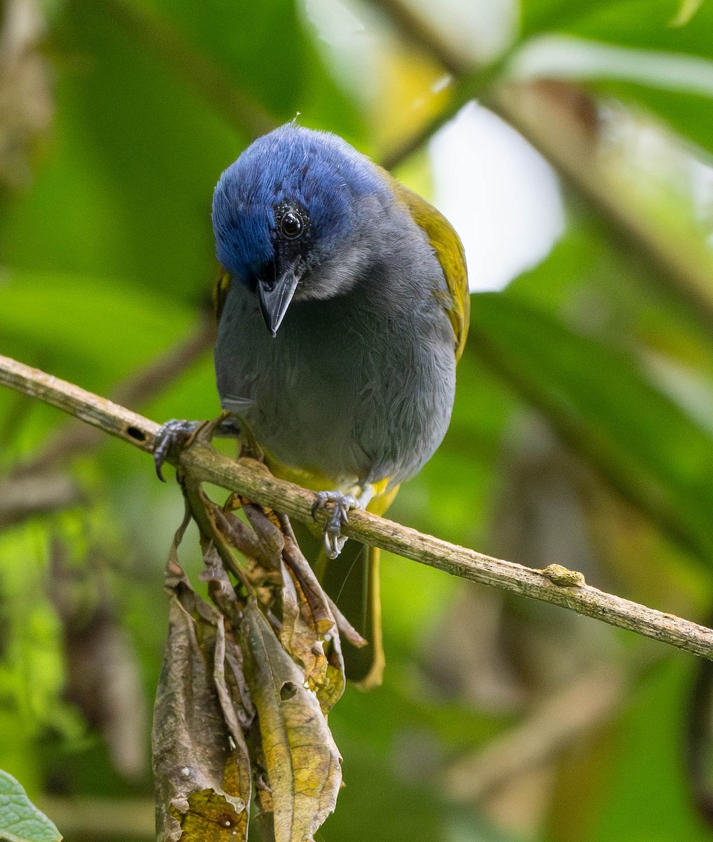 Blue-capped Tanager - ML618649166