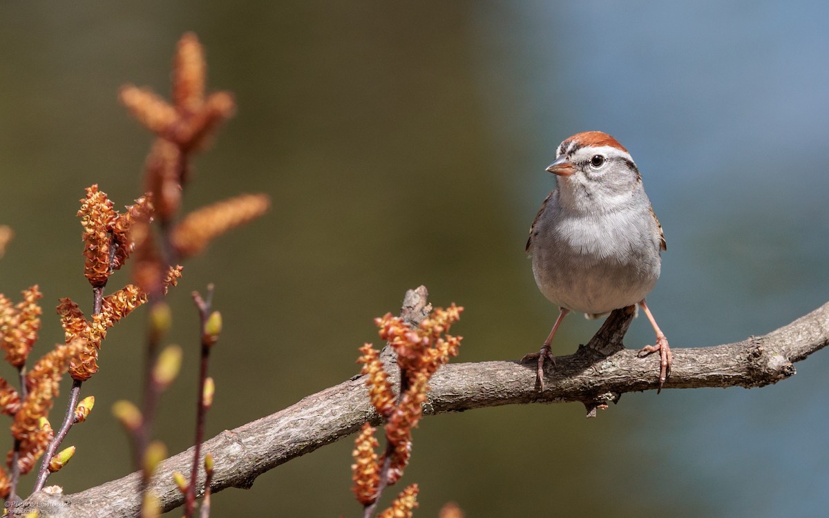 Chipping Sparrow - ML618649177