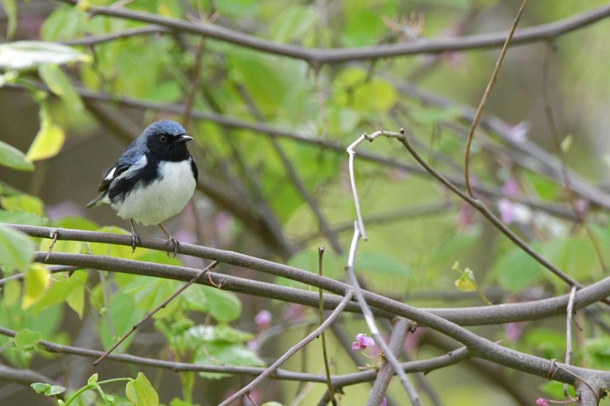 Black-throated Blue Warbler - Isaac Smith