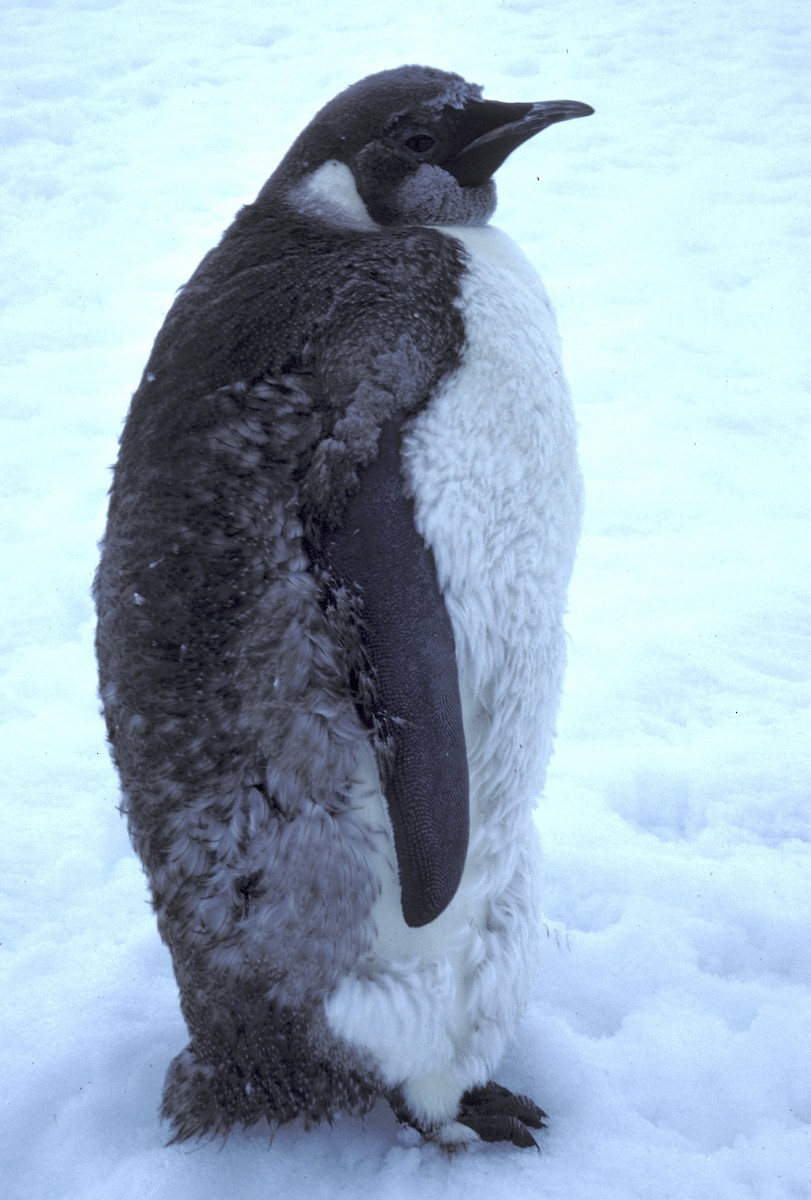 Императорский пингвин - ML618649227