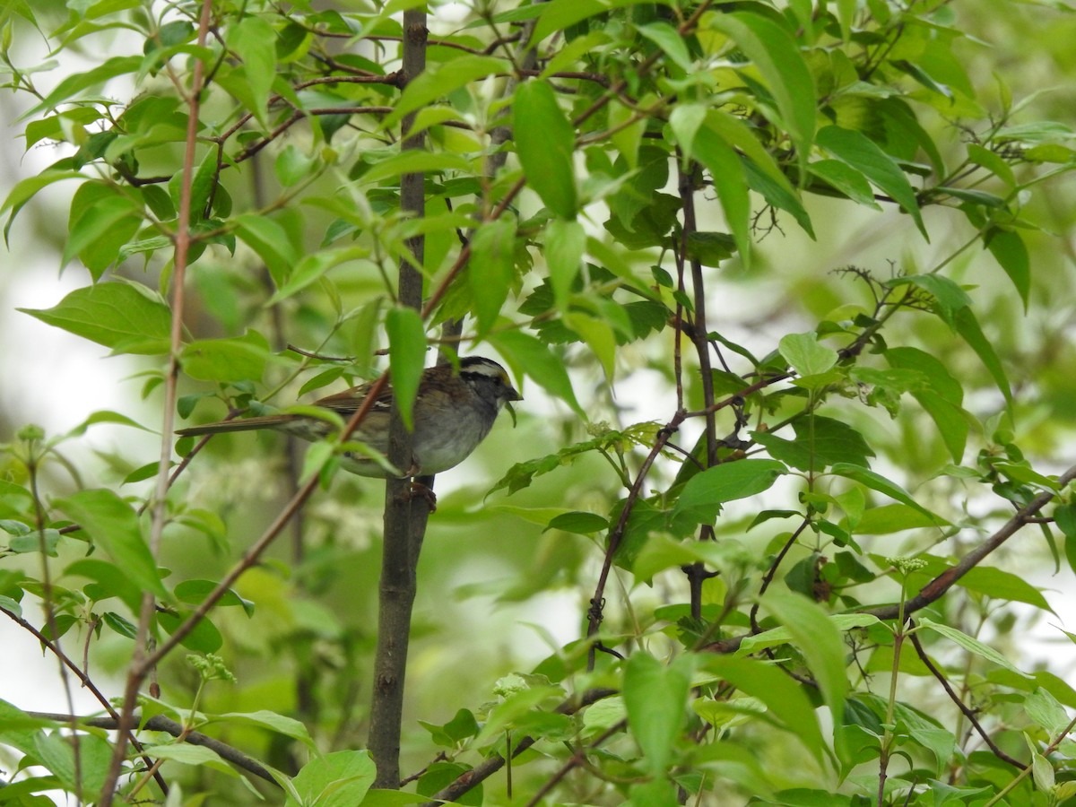 White-throated Sparrow - ML618649236