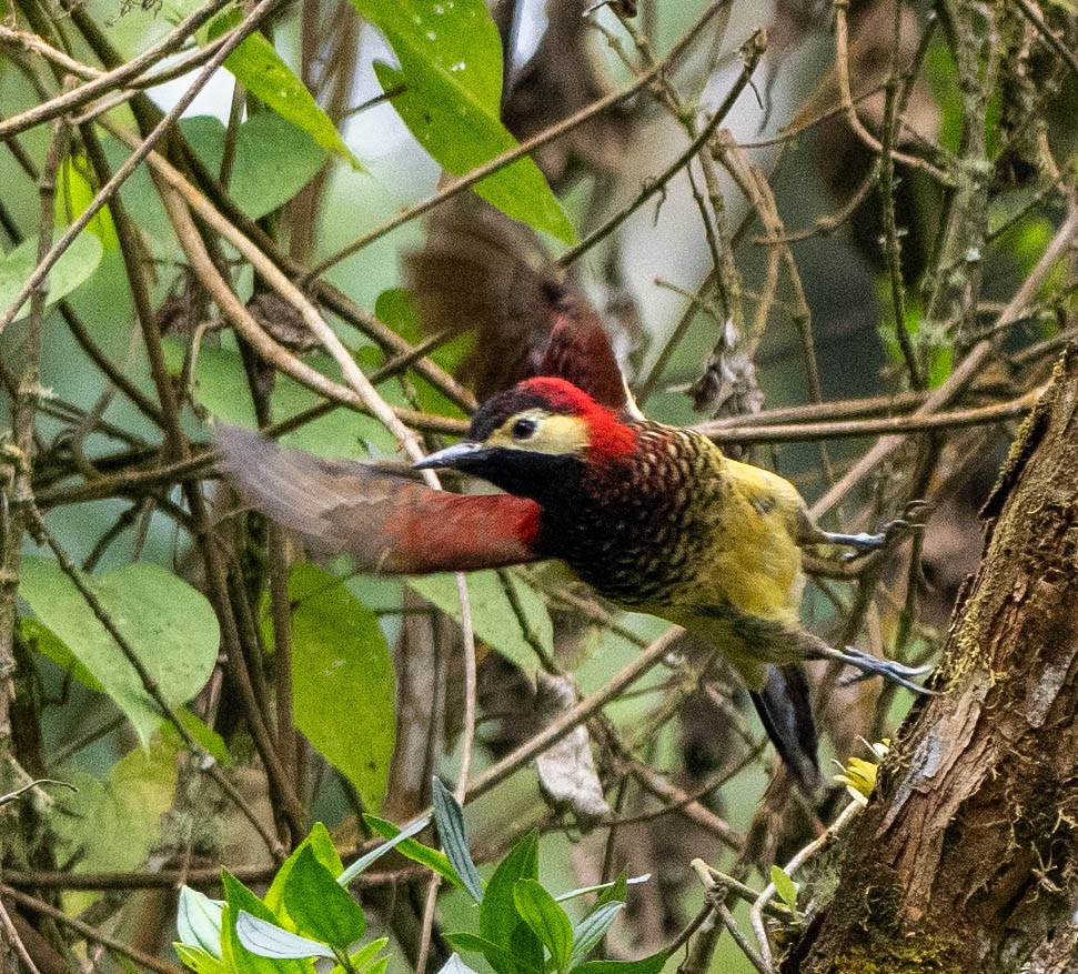 Crimson-mantled Woodpecker - ML618649277