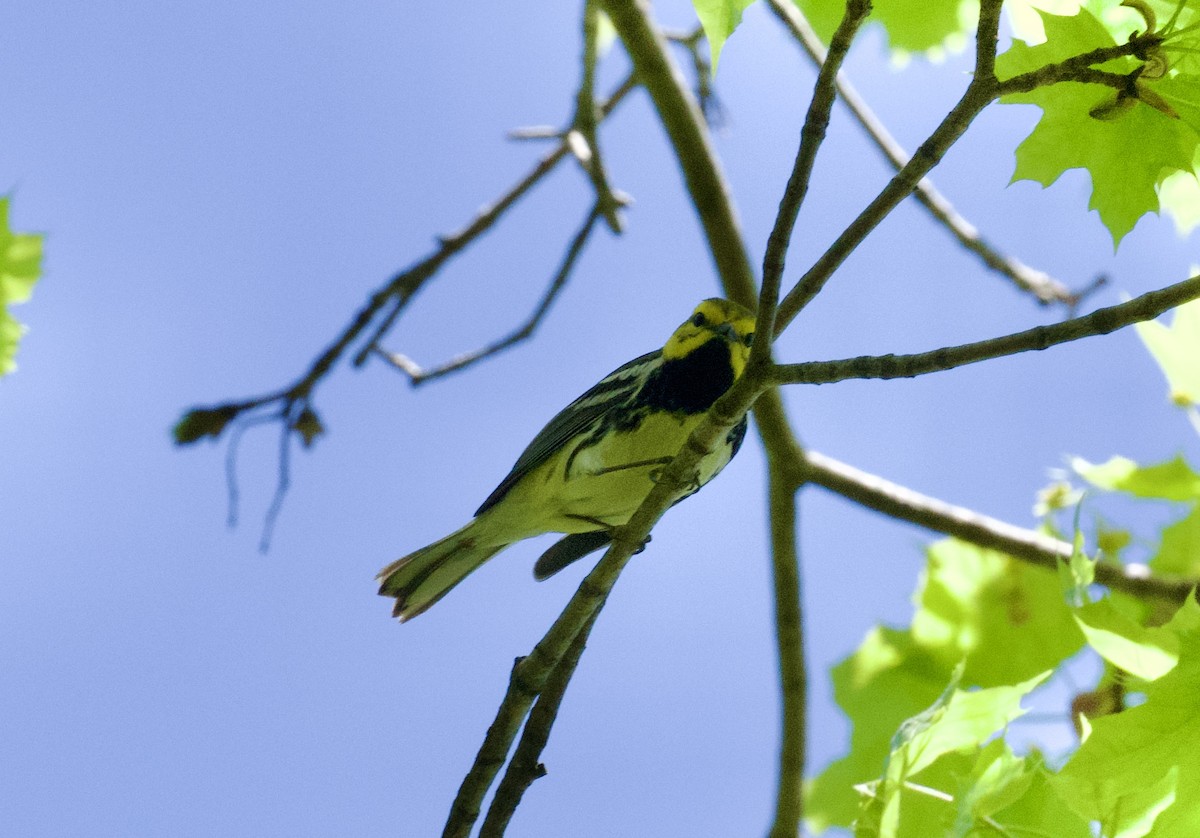 Black-throated Green Warbler - ML618649287