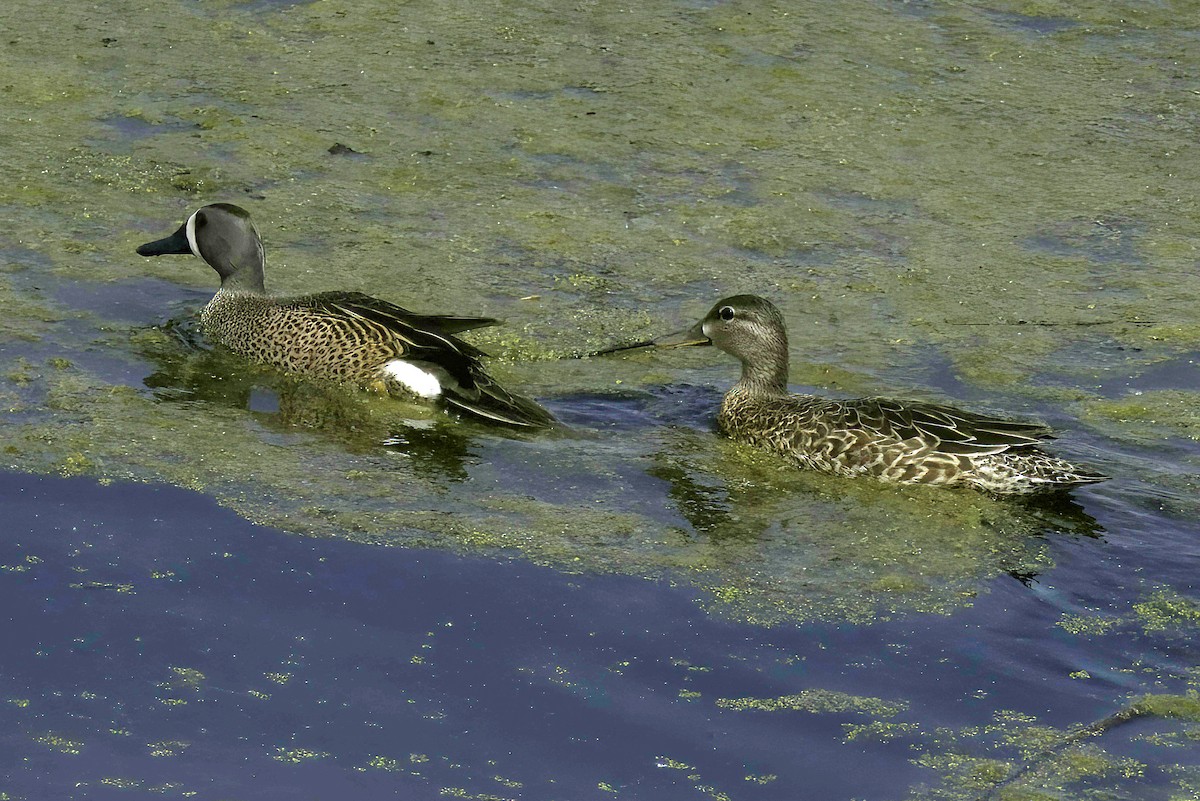 Blue-winged Teal - ML618649353