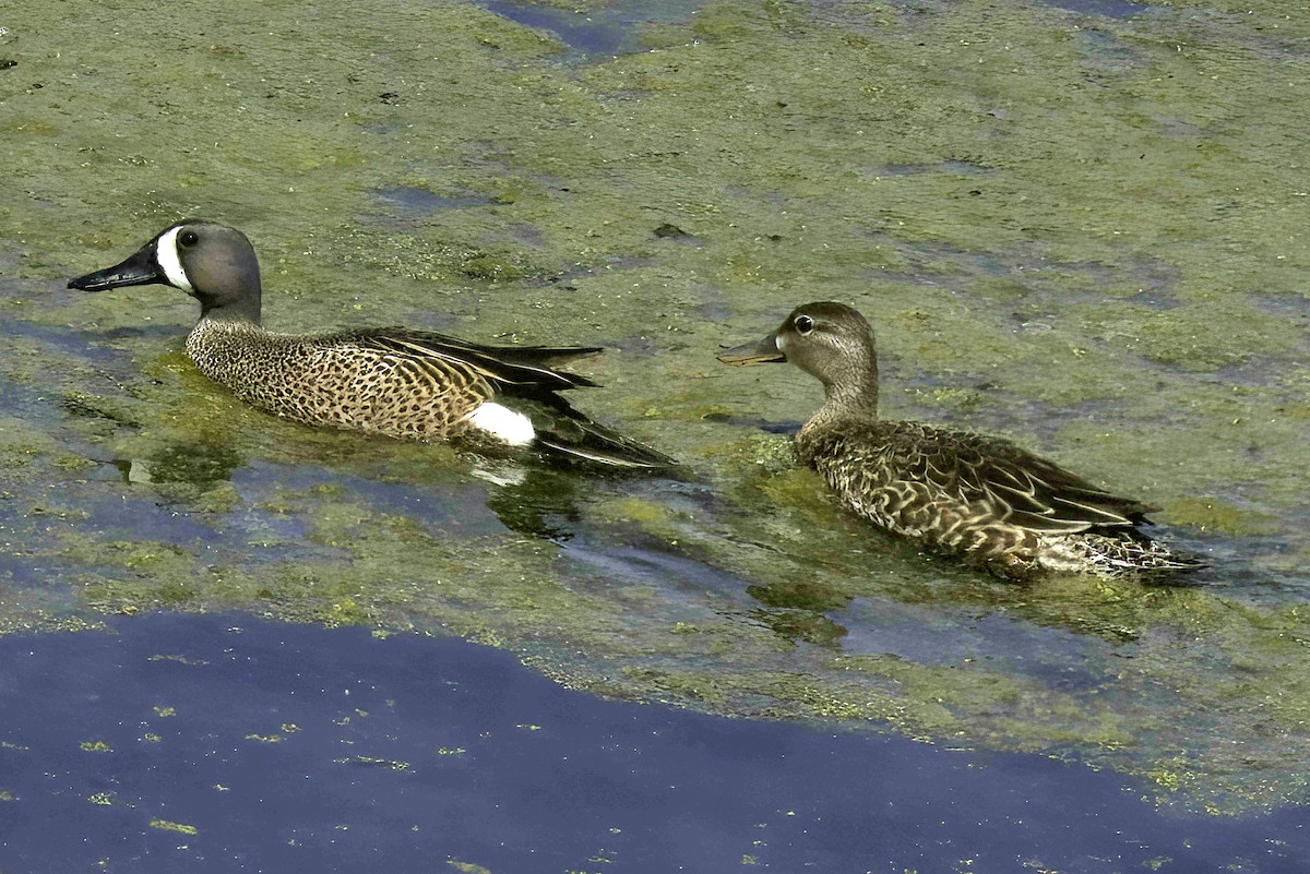 Blue-winged Teal - ML618649354