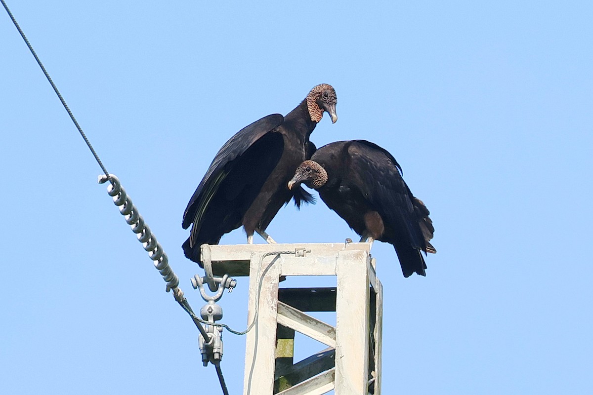 Black Vulture - ML618649355