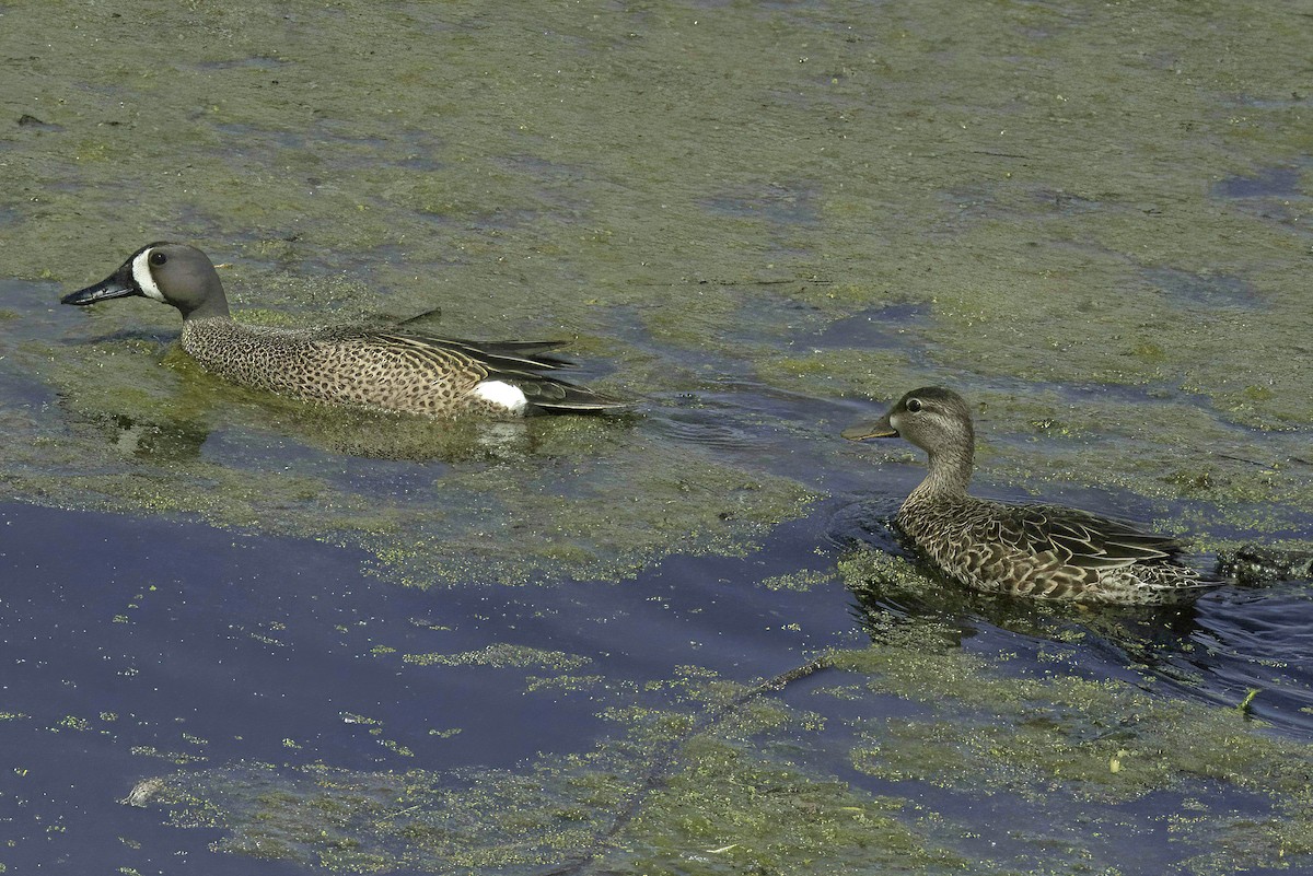 Blue-winged Teal - ML618649358
