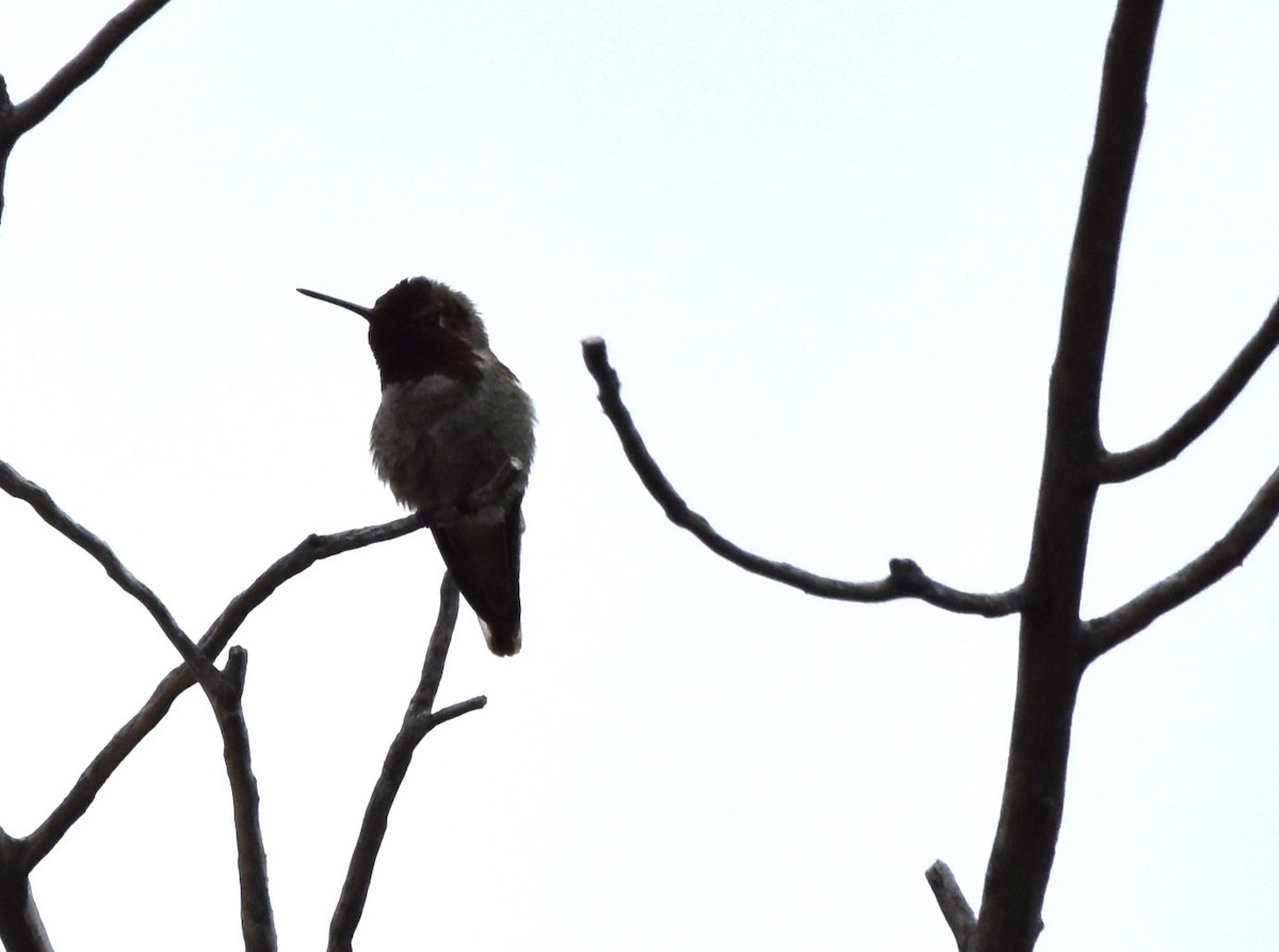 Anna's Hummingbird - ML618649377