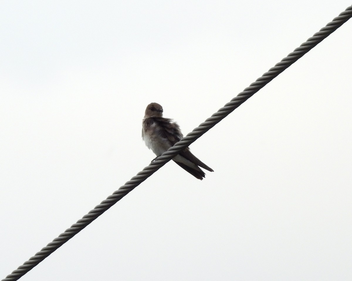 Northern Rough-winged Swallow - ML618649379
