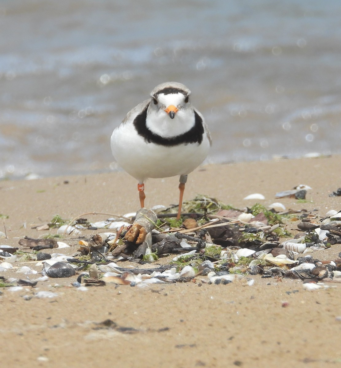 Piping Plover - ML618649380