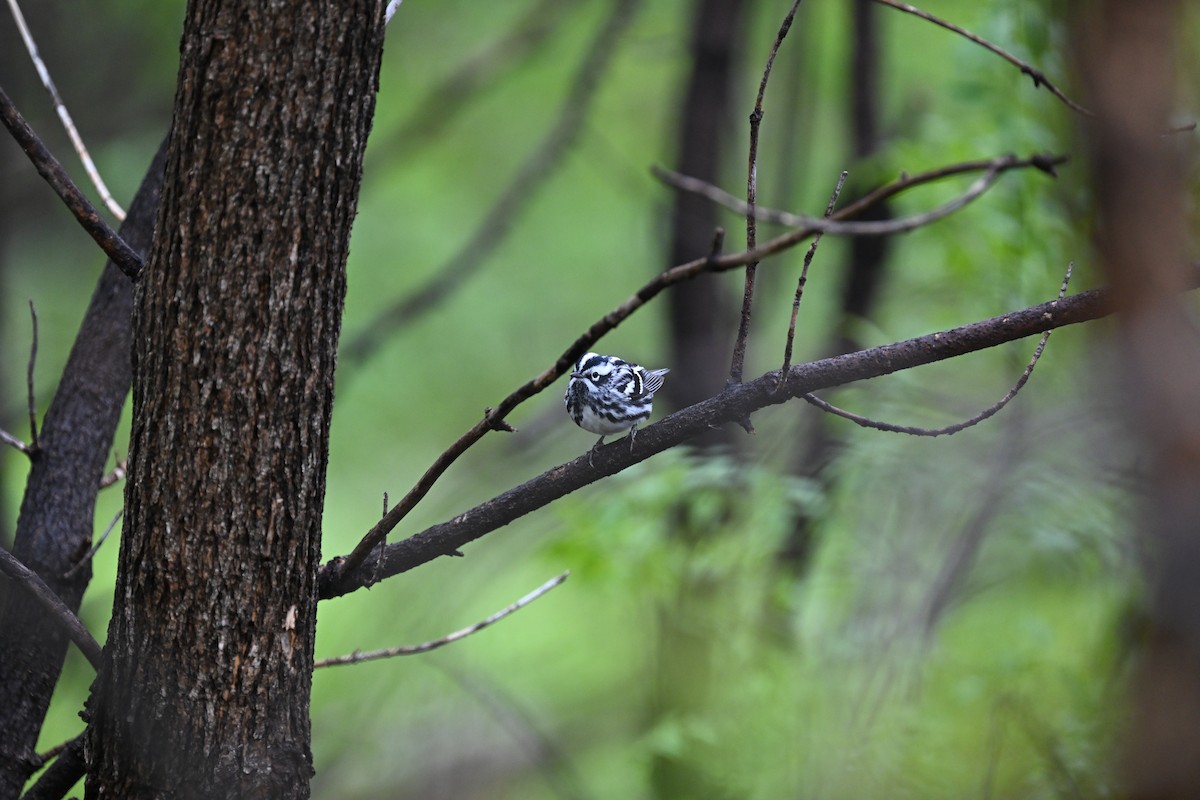 Black-and-white Warbler - ML618649381