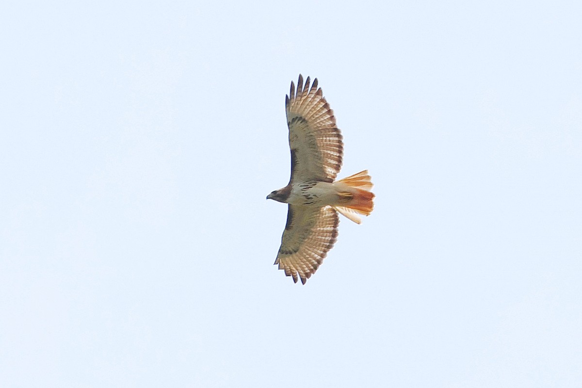 Red-tailed Hawk - ML618649419