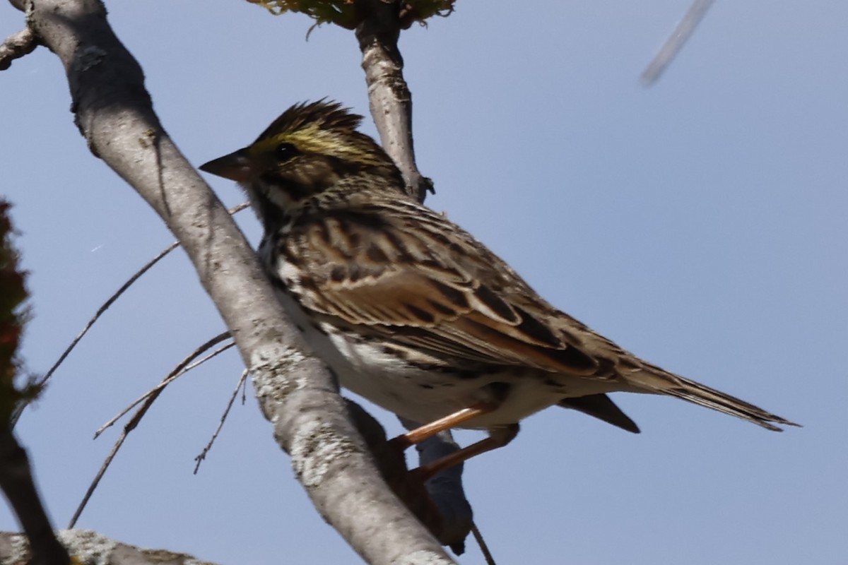 Savannah Sparrow - ML618649423