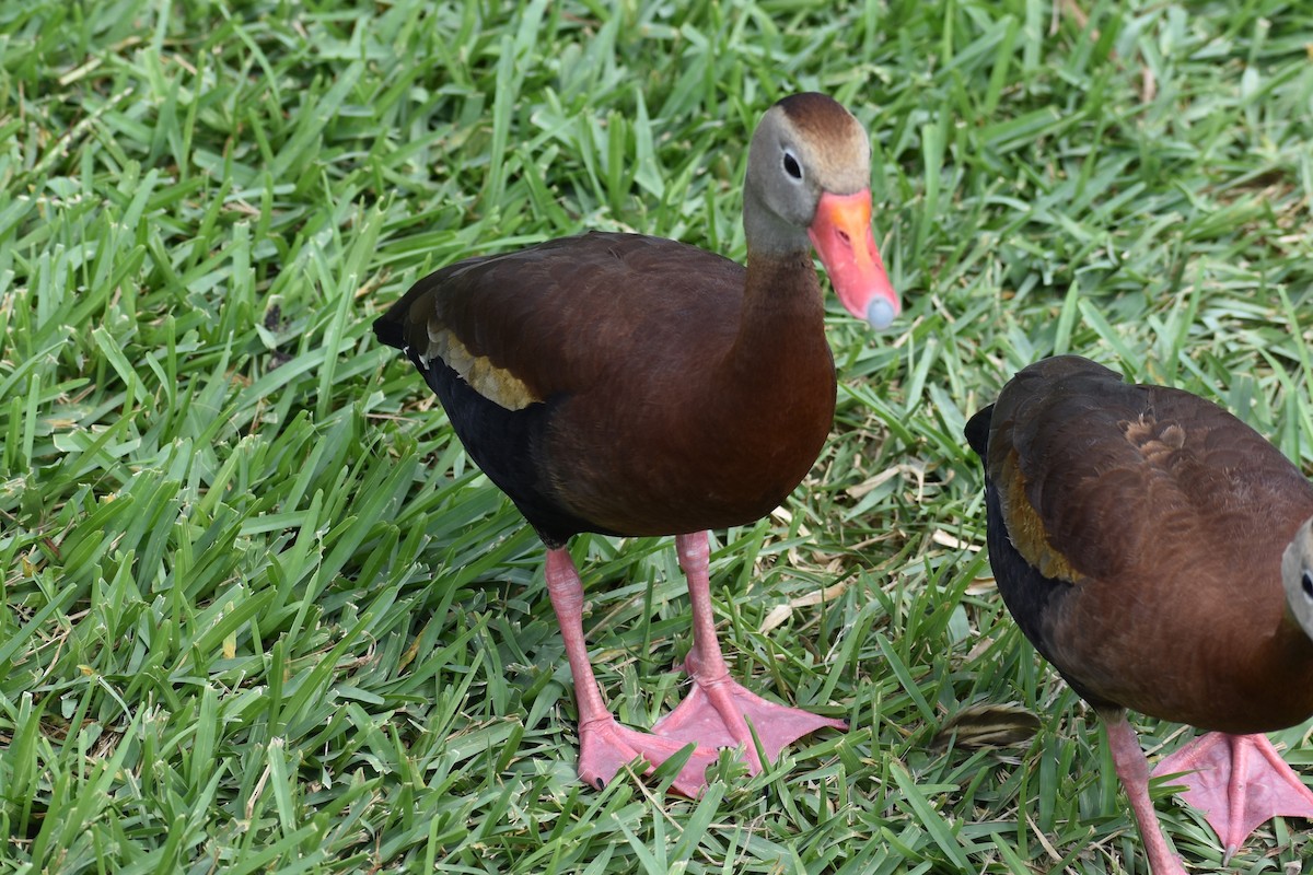 Black-bellied Whistling-Duck (fulgens) - ML618649459