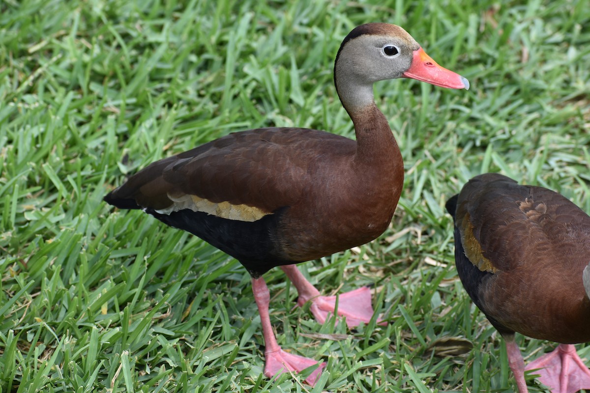 Black-bellied Whistling-Duck (fulgens) - ML618649460
