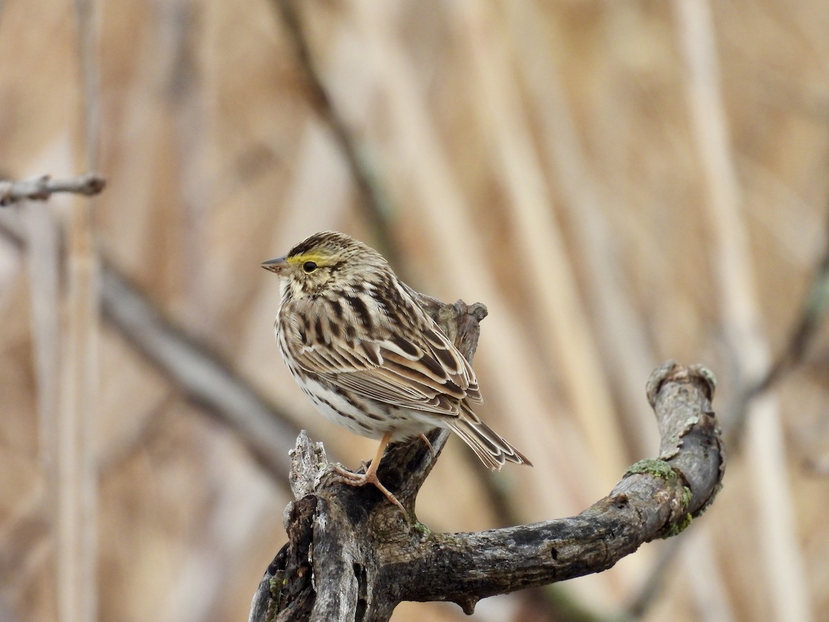 Savannah Sparrow - ML618649465