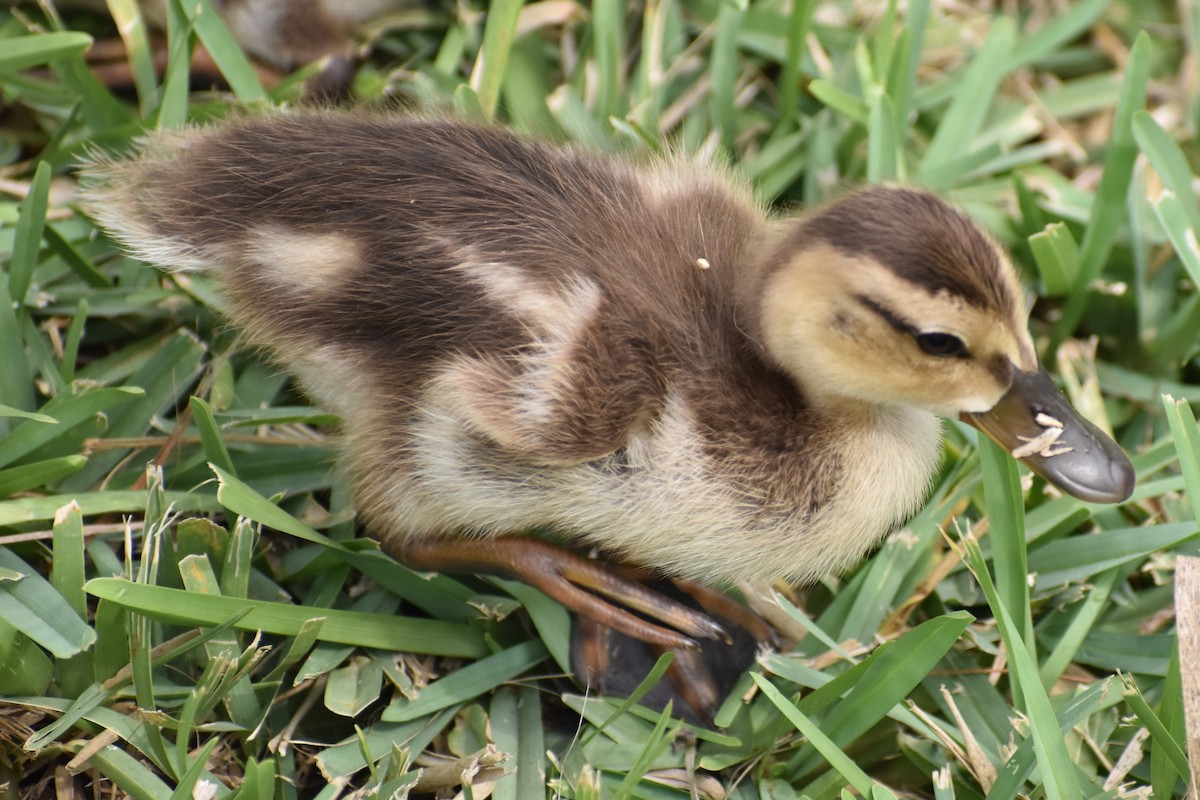 Mottled Duck (Gulf Coast) - ML618649469