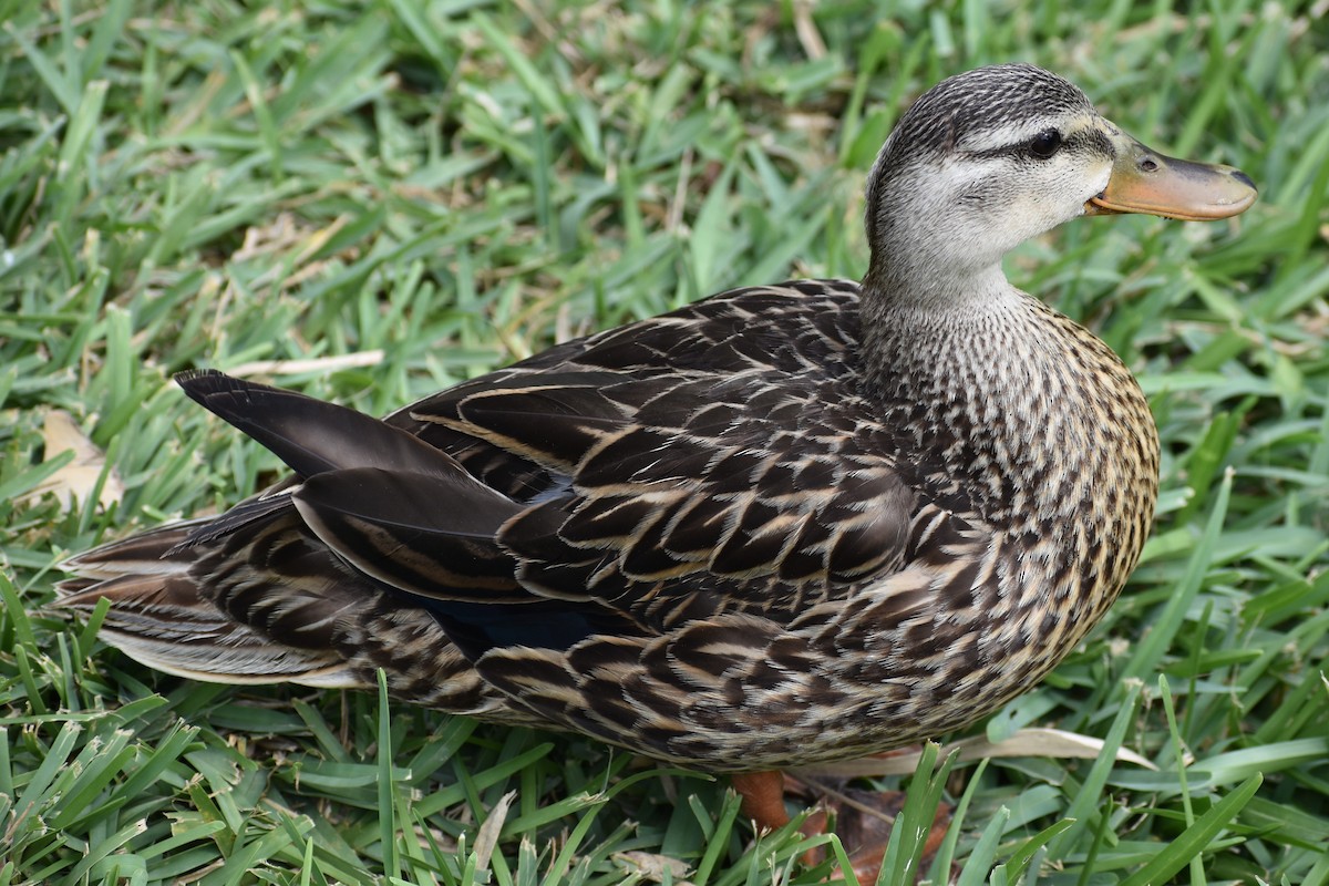 Mottled Duck (Gulf Coast) - ML618649470