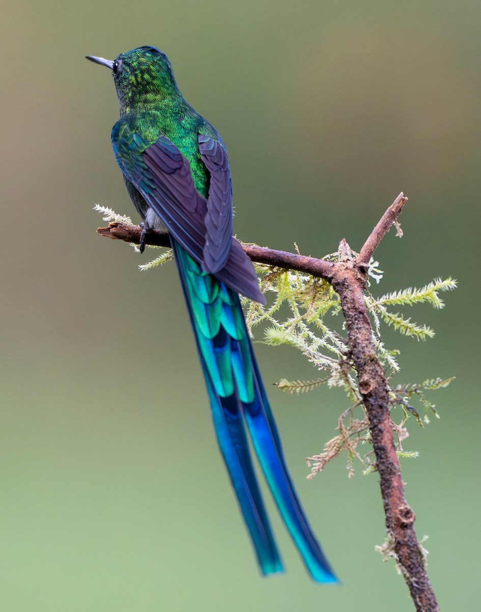 Long-tailed Sylph - ML618649472