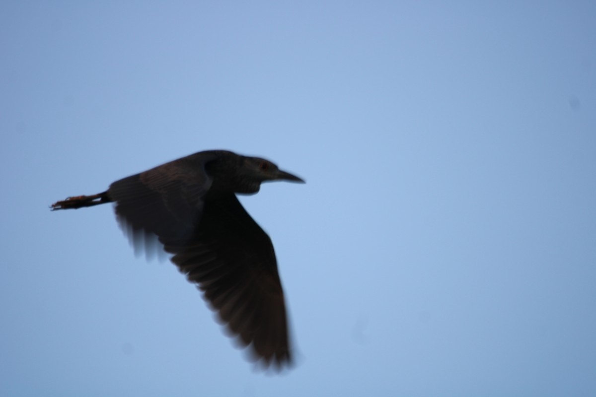 Black-crowned Night Heron - ML618649487
