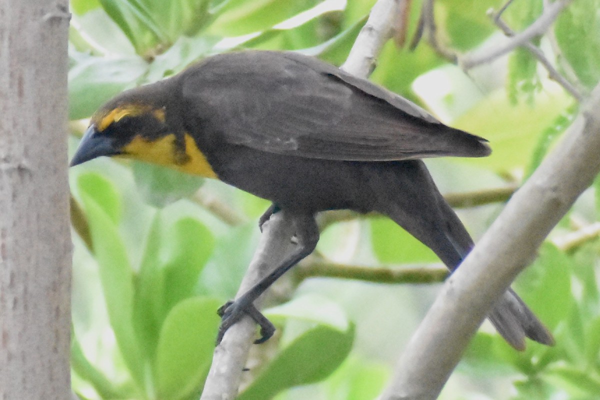 Yellow-headed Blackbird - ML618649499