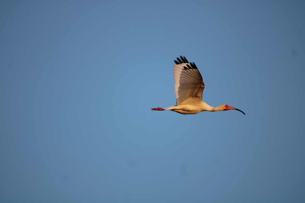 ibis bílý - ML618649508