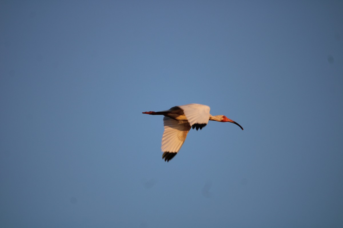 ibis bílý - ML618649509