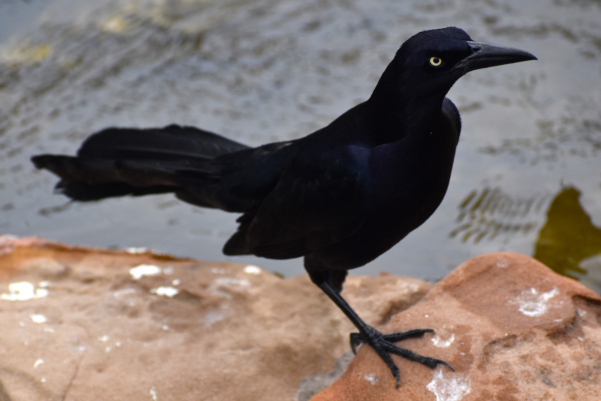 Great-tailed Grackle (Great-tailed) - ML618649511
