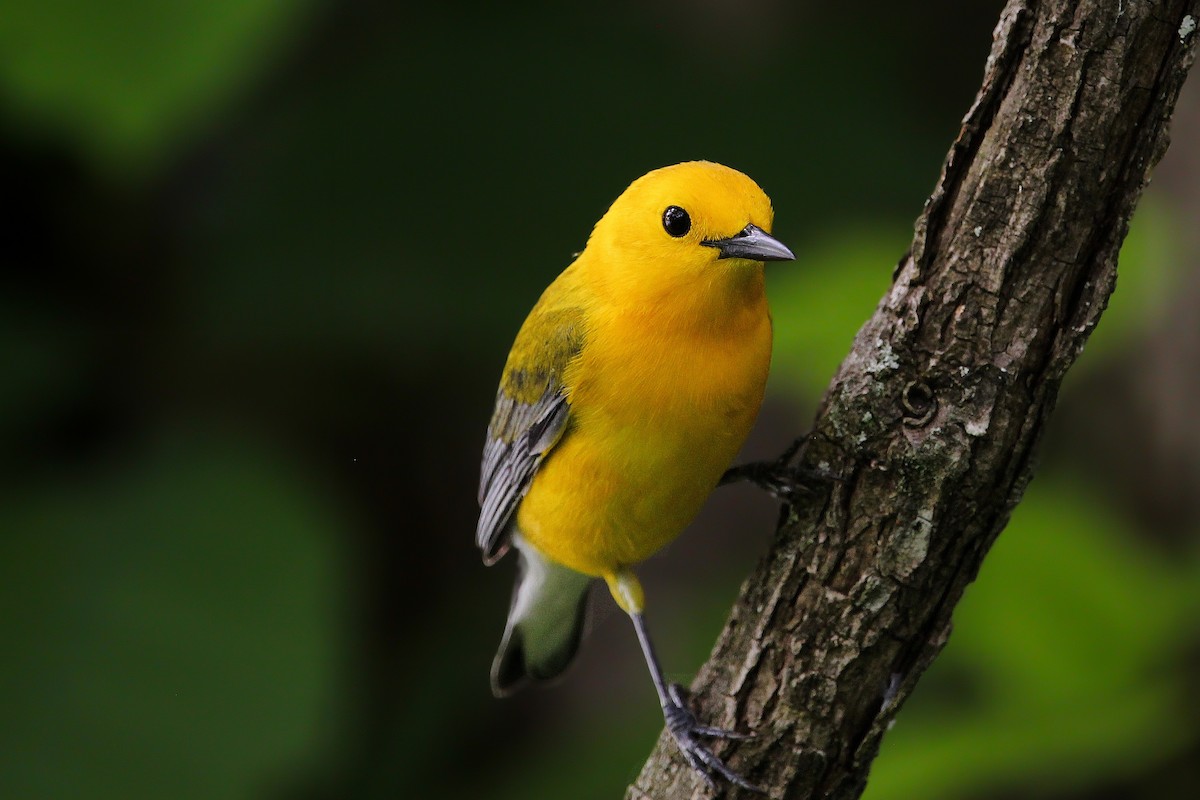 Prothonotary Warbler - ML618649523