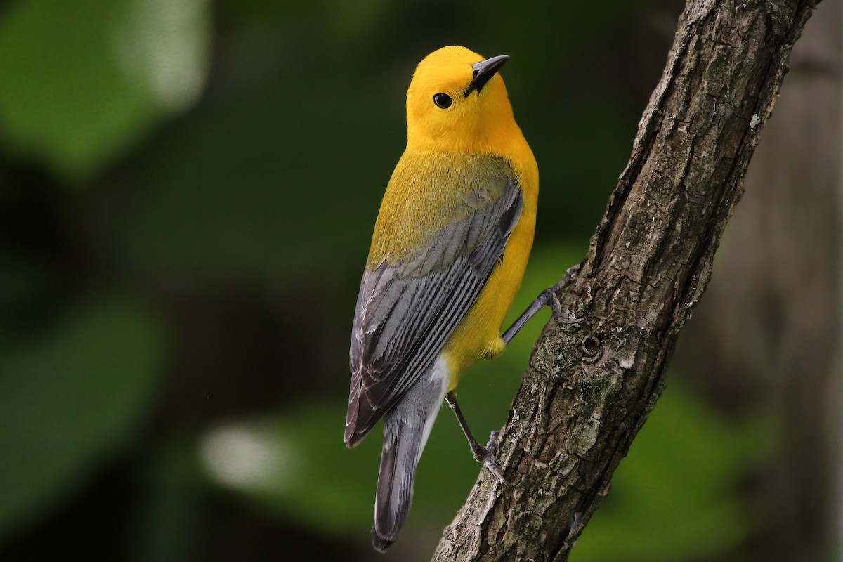 Prothonotary Warbler - ML618649524