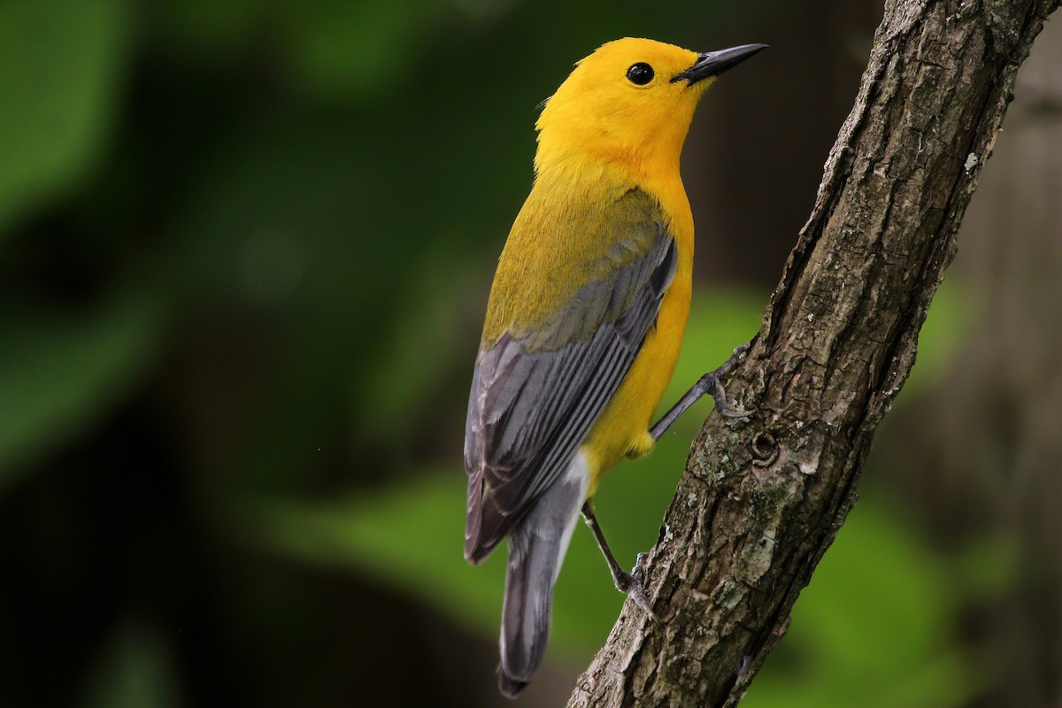 Prothonotary Warbler - ML618649525