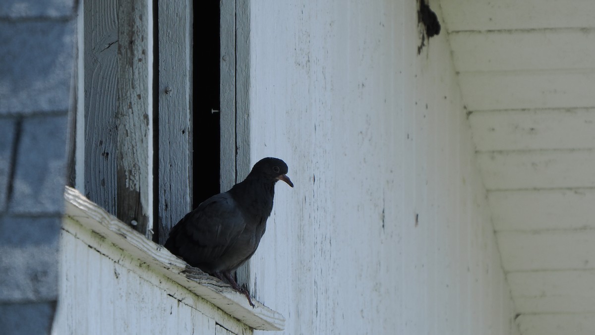 Rock Pigeon (Feral Pigeon) - ML618649530