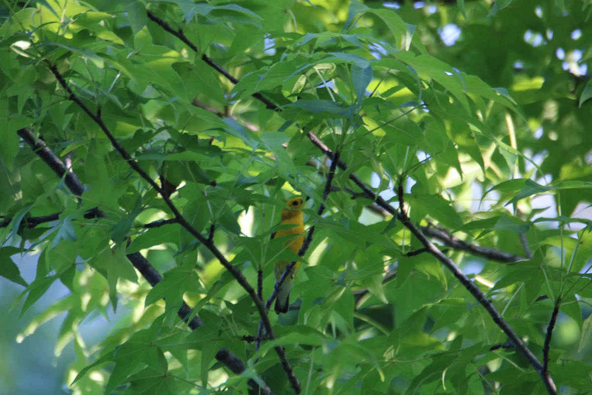 Prothonotary Warbler - ML618649535