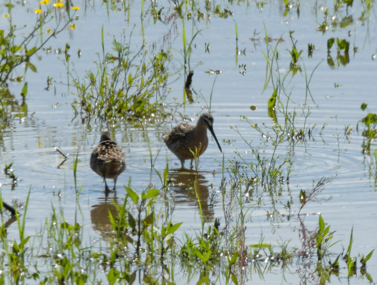 Long-billed Dowitcher - ML618649555