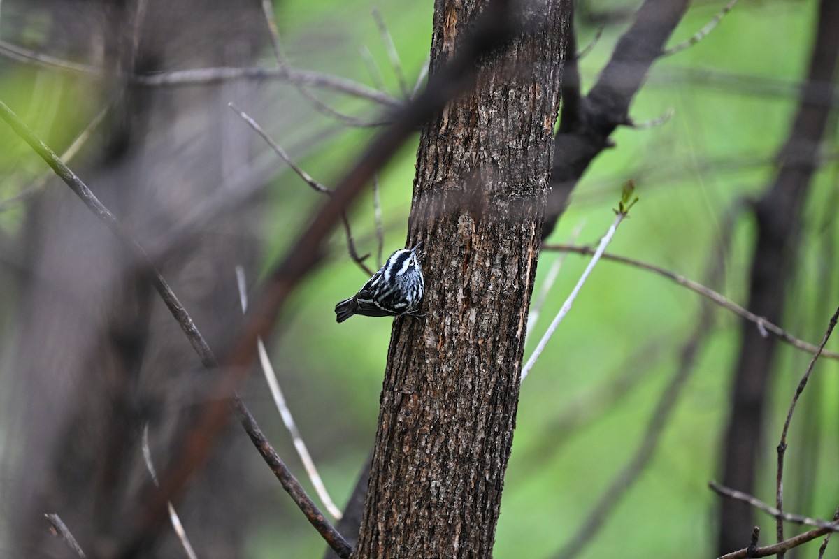 Black-and-white Warbler - ML618649576