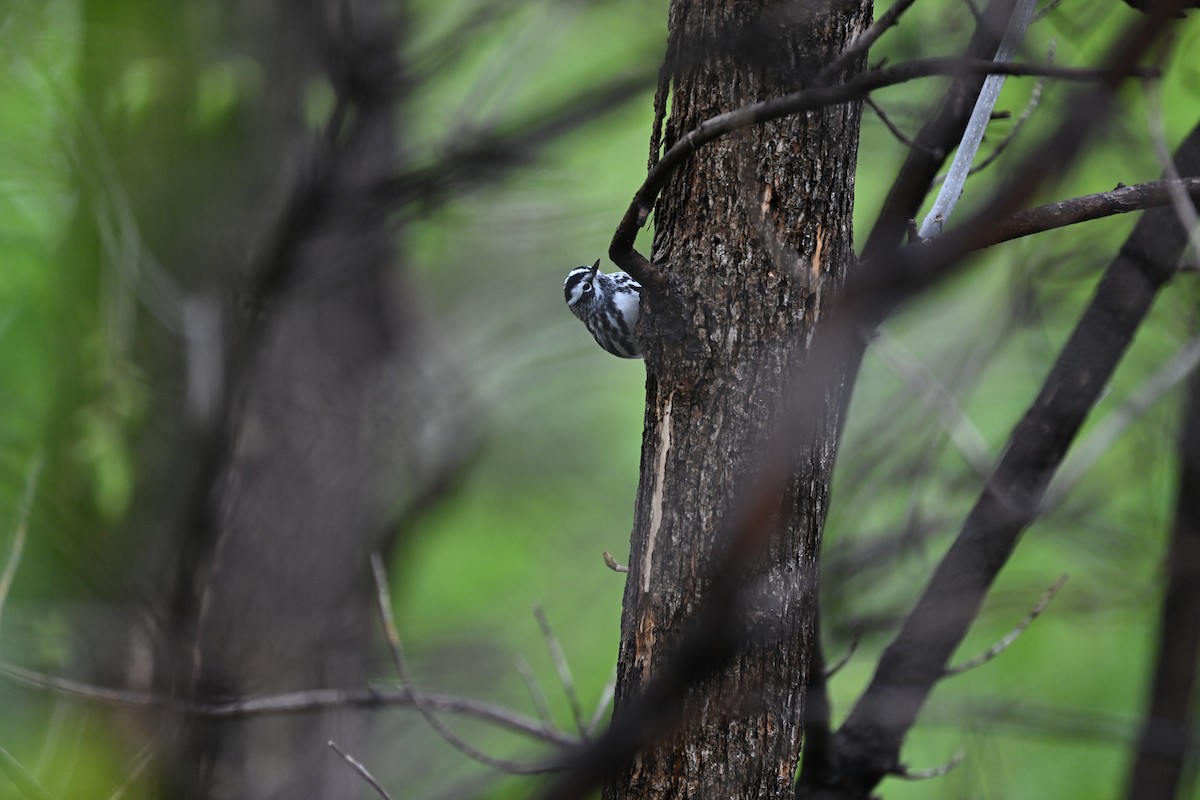 Black-and-white Warbler - ML618649589