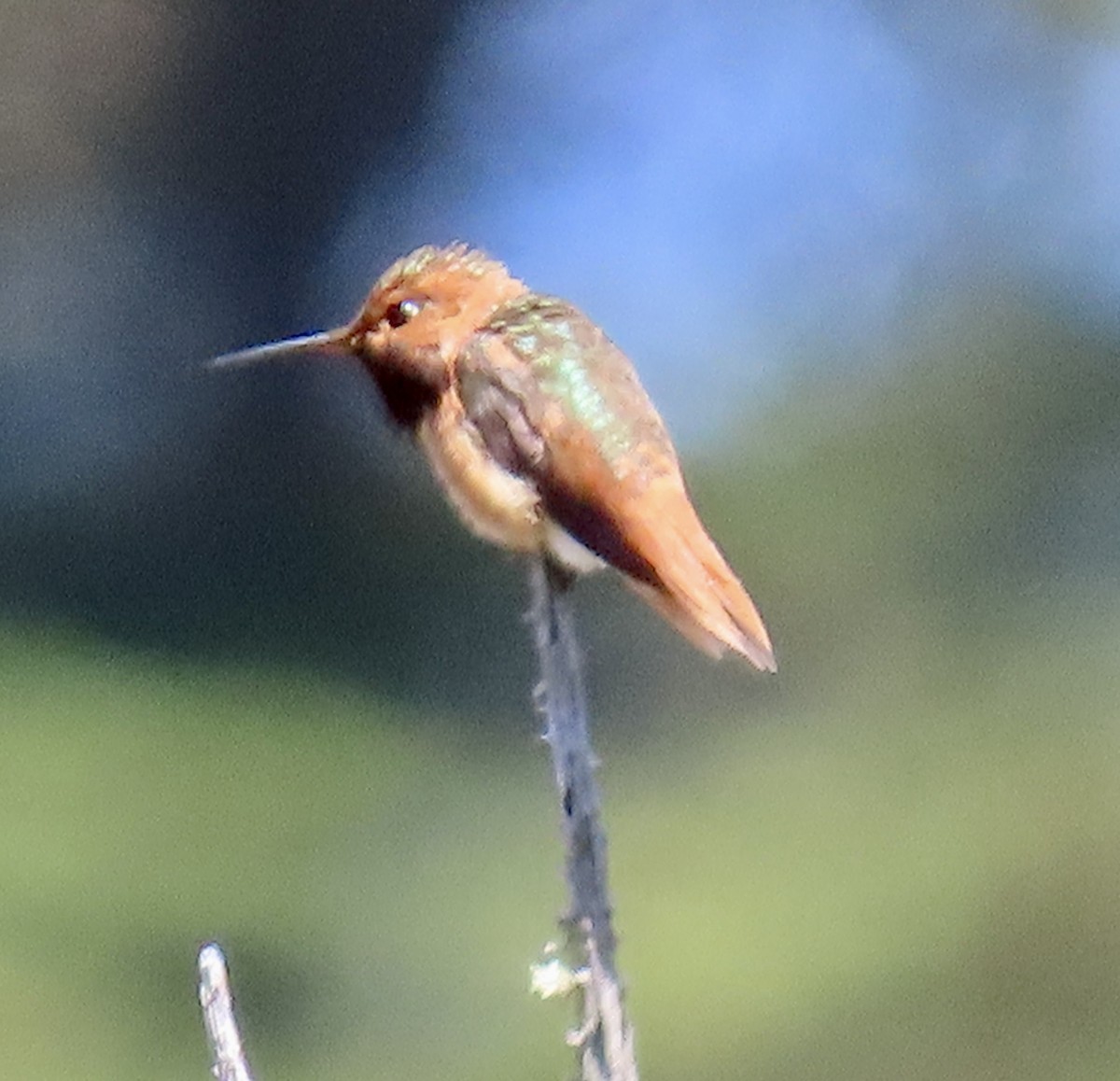 Allen's Hummingbird - ML618649595