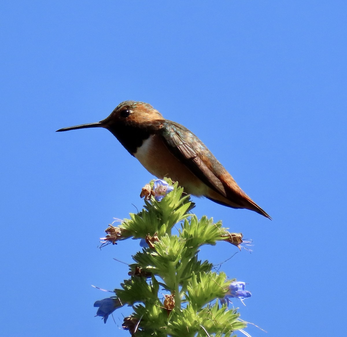 Allen's Hummingbird - ML618649596