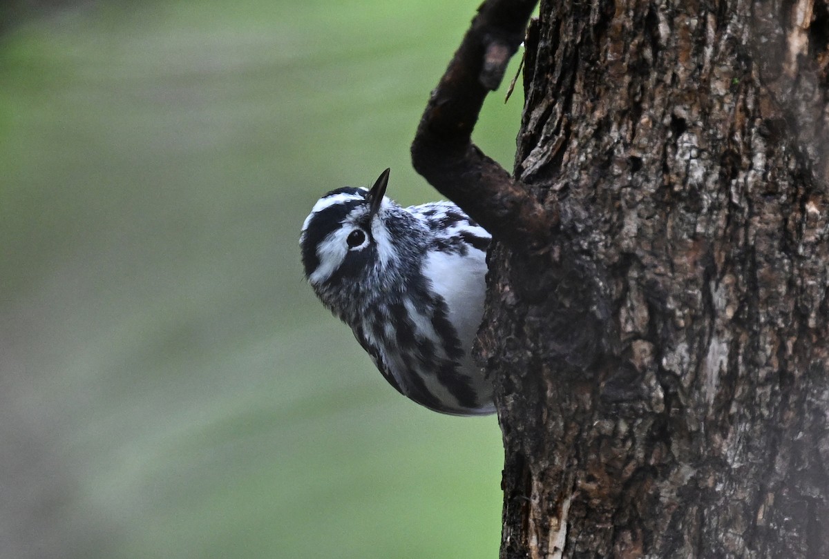 Black-and-white Warbler - ML618649629