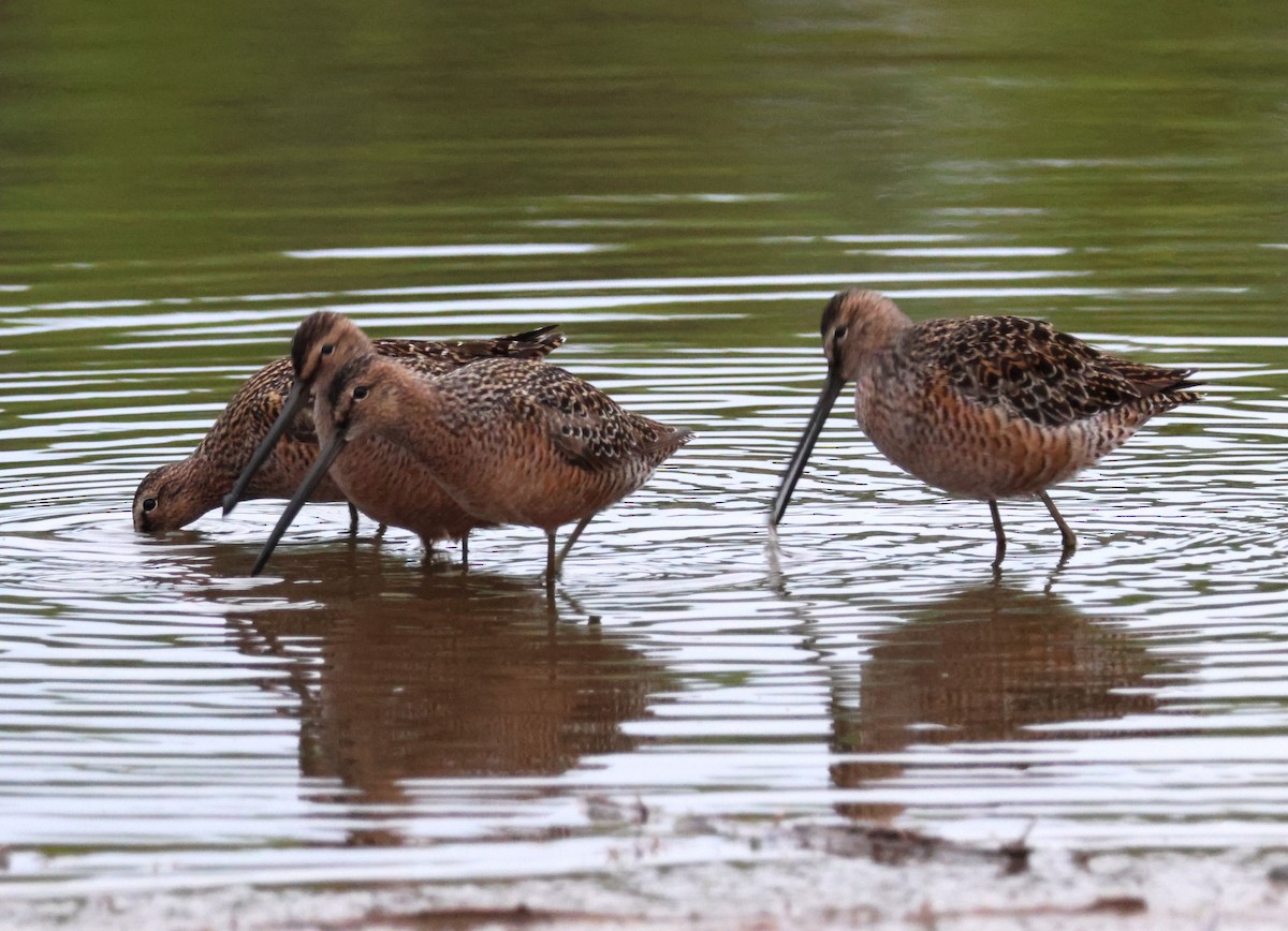 Long-billed Dowitcher - ML618649653