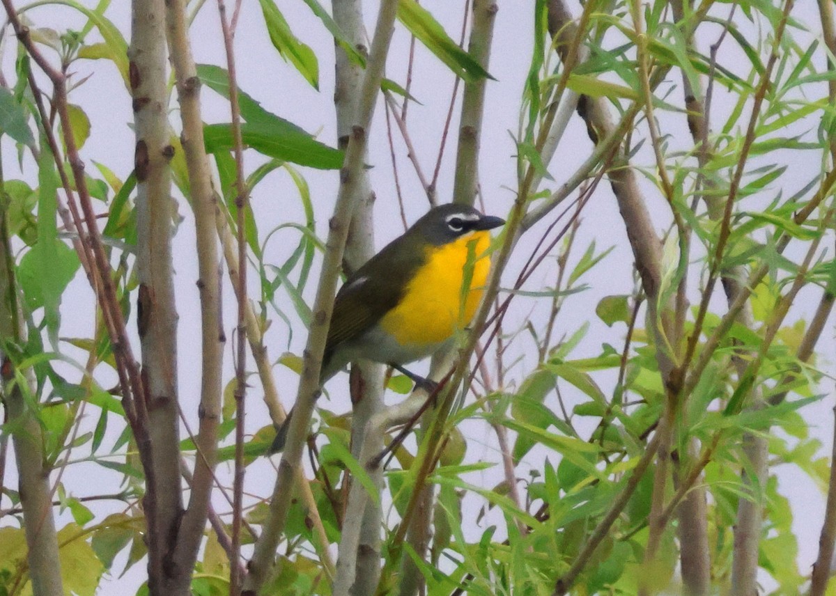Yellow-breasted Chat - Mark  Brown