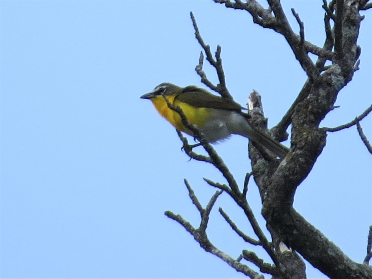 Yellow-breasted Chat - ML618649659