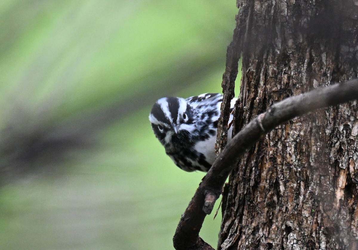 Black-and-white Warbler - ML618649730
