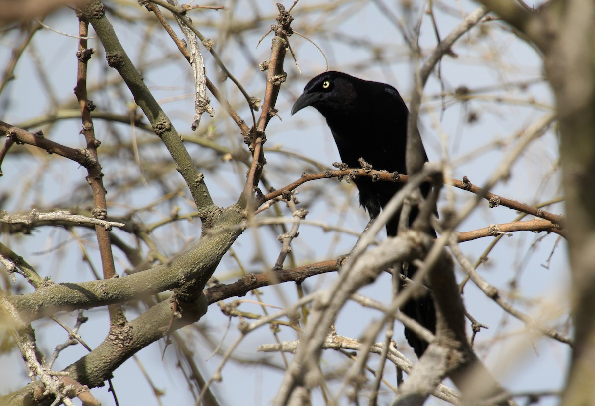 Great-tailed Grackle - ML618649737