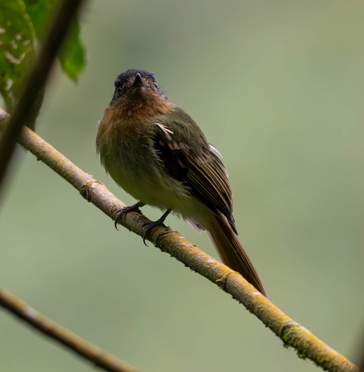 Rufous-breasted Flycatcher - ML618649738