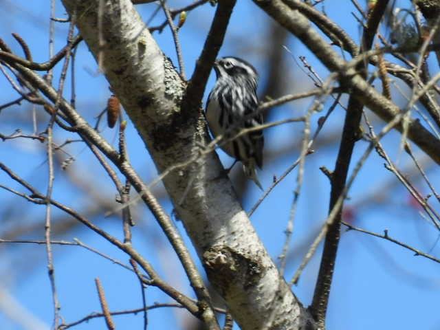 Black-and-white Warbler - ML618649758
